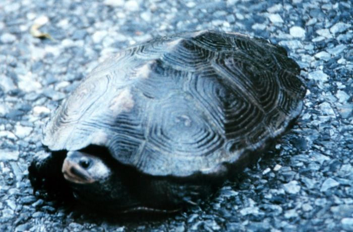 File:Diamantrug schildpad.jpg