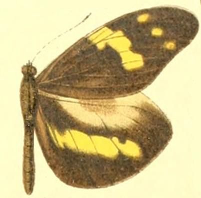 File:Dismorphia arcadia male.JPG