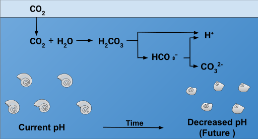 File:Effect of Ocean Acidification on Calcification.png