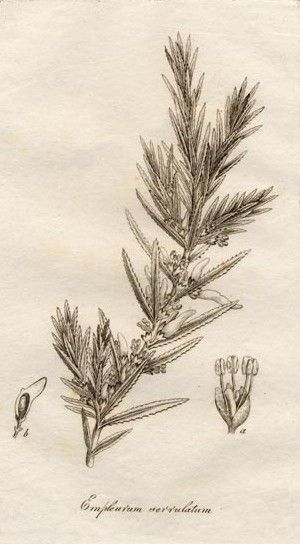 File:Empleurum serrulatum02.jpg