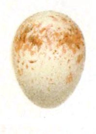 File:EumyiasAlbicaudataEgg.jpg