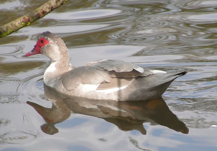 File:Female Muscovy Duck wen.jpg