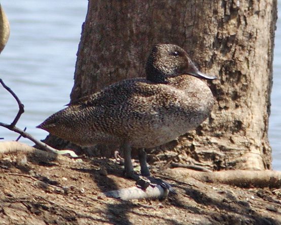 File:Freckled Duck female.jpg