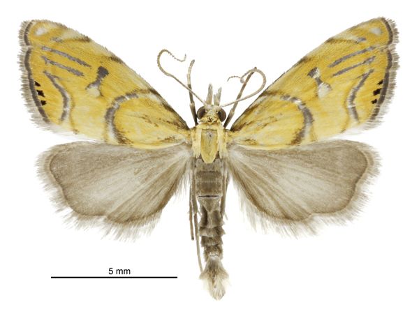 File:Glaucocharis auriscriptella male.jpg