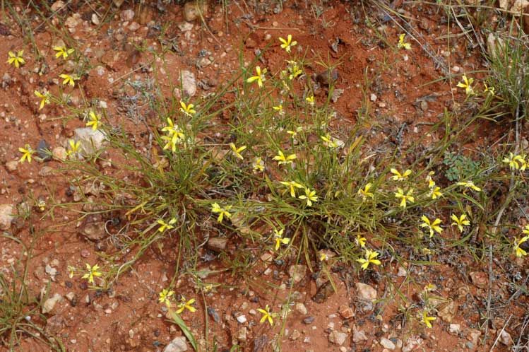 File:Goodenia fascicularis habit.jpg