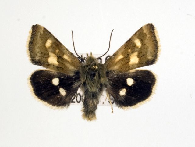 File:Heliothodes diminutivus.jpg