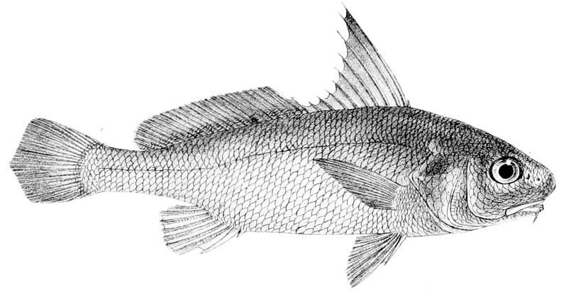 File:Johnius amblycephalus.jpg