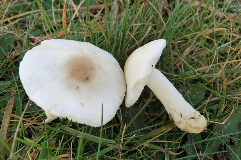 File:Lepiota erminea 588058.jpg