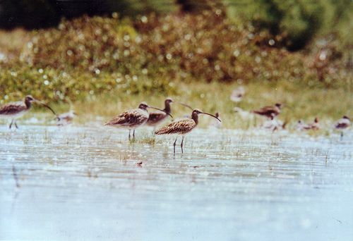 File:Olangoozcurlew.jpg