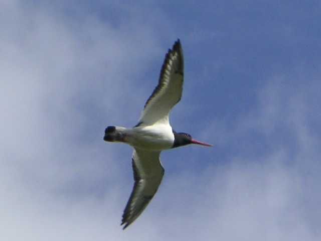 File:Oystercatcher flying.jpg