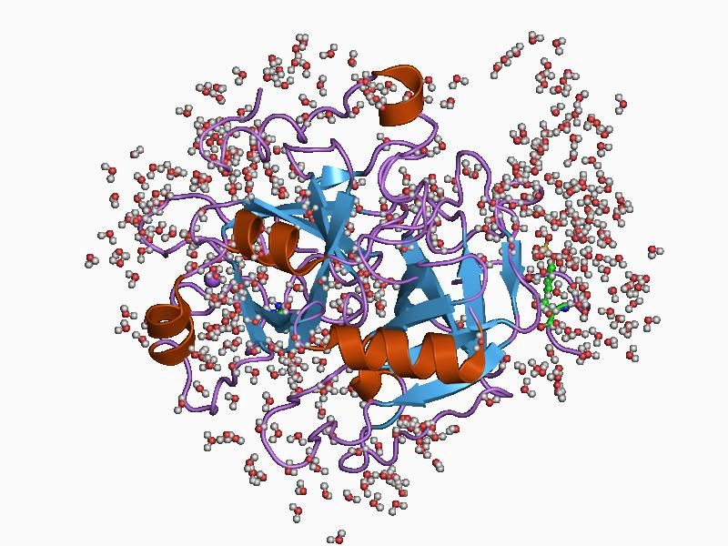 File:PDB 1c5o EBI.jpg