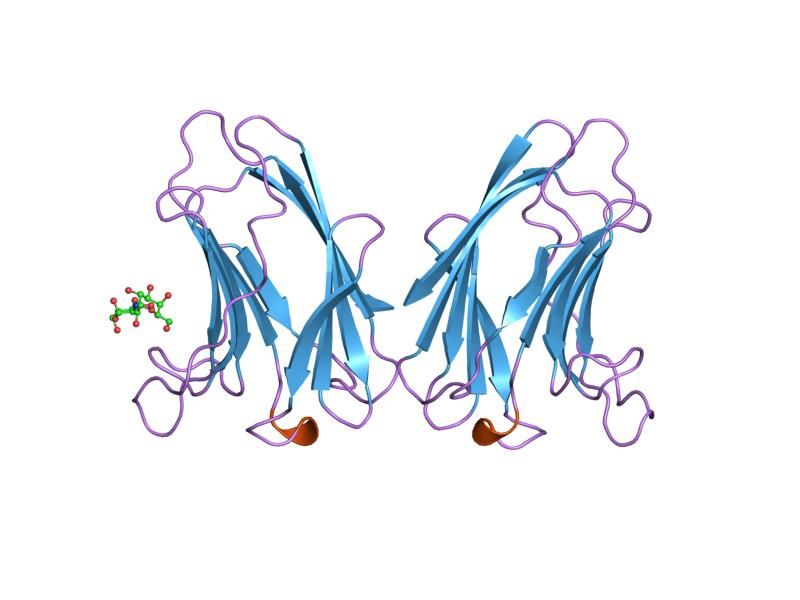 File:PDB 5gal EBI.jpg