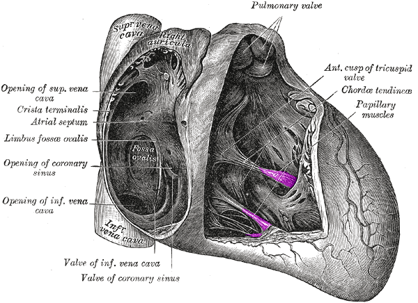 File:Papillary muscles.png