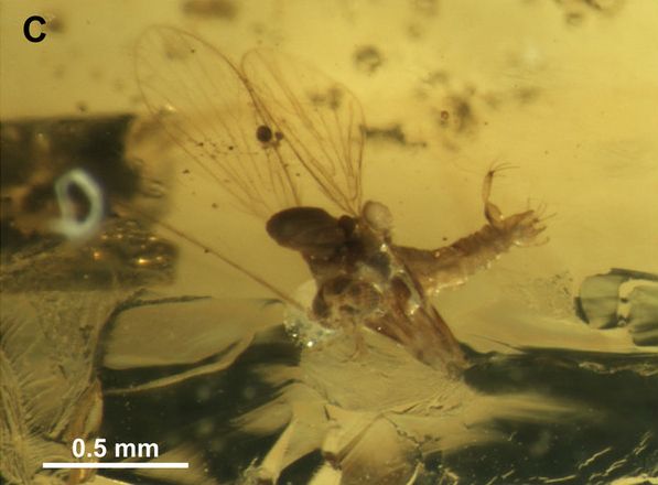 File:Phlebotominae Fig1 C Phlebotomites aphoe.jpg