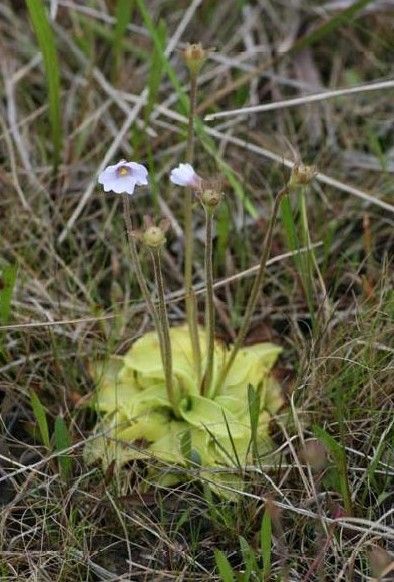 File:Pinguicula ionantha.jpg