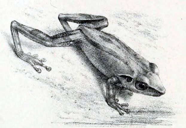 File:Pseudophilautus stictomerus (Günther 1876).jpg