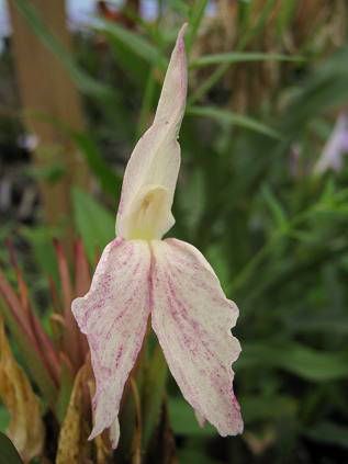 File:Roscoea x beesiana Striped 090816.jpg