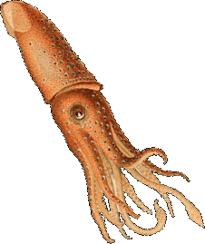 File:Squid transparent.png