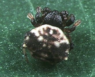 File:Thelacantha brevispina male - Tanikawa.jpg