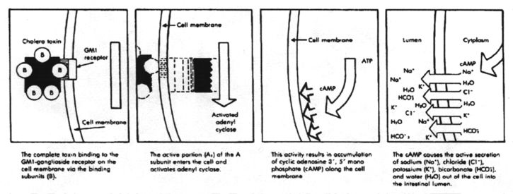 File:Toxin2.jpg