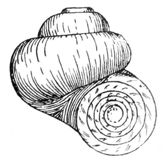 File:Valvata piscinalis drawing apertural view.jpg