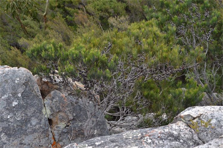 File:Allocasuarina monilifera Fagg.jpg