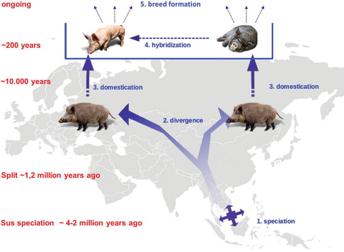 File:Bosse 2018 pig lineages.png