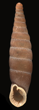 File:Bulgarica denticulata shell.png