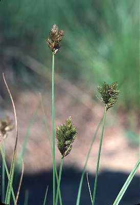 File:Carex crawfordii inflorescense (6).jpg