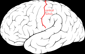 File:Central sulcus diagram.png