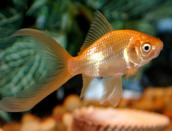 File:Domesticcometgoldfish.jpg