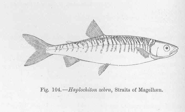 File:FMIB 47045 Haplochiton zebra, Straits of Magellan.jpeg