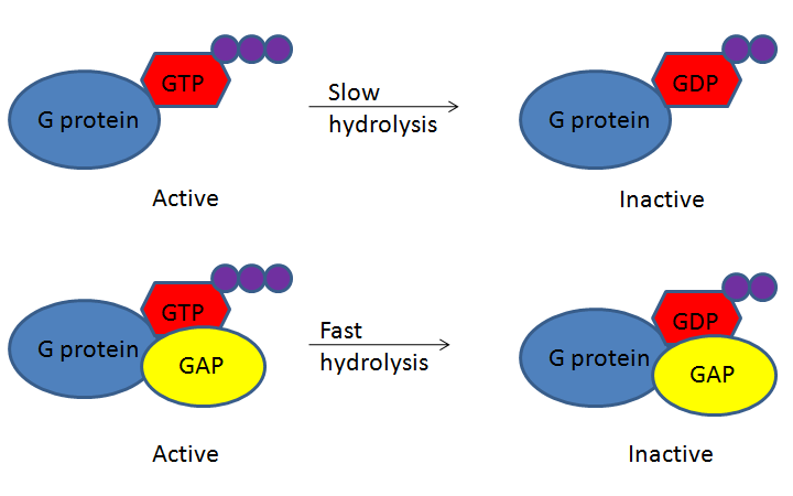 File:G proteins and GAP hydrolytic activity.png