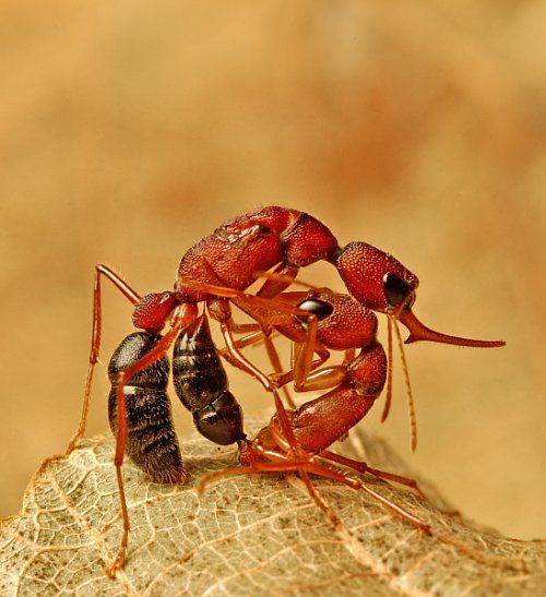 File:Harpegnathos saltator fight.jpg