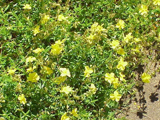 File:Helianthemum nummularifolium1.jpg