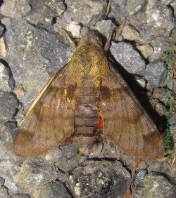 File:Macroglossum milvus.jpg