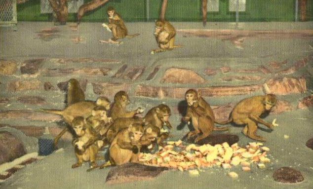 File:Monkeys at Hersheypark zoo.JPG