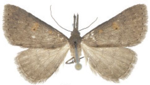 File:Naarda egrettoides female.jpg