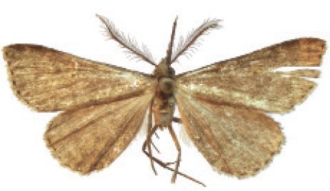 File:Naarda pocstamasi male.jpg