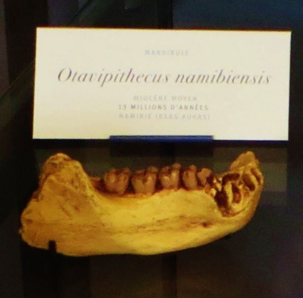 File:Otavipithecus namibiensis.JPG