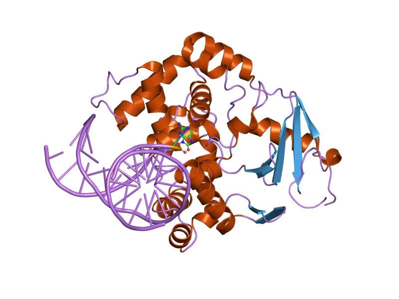 File:PDB 1ebm EBI.jpg