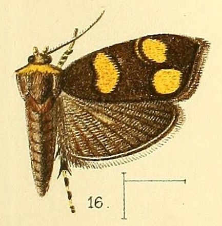 File:Pl.3-fig.16-Choreutis flavimaculata (Walsingham, 1891) (Simaethis).jpg