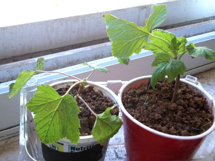 File:Redcurrant cuttings growing.jpg