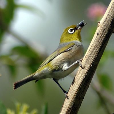 File:Silvereye3.jpg