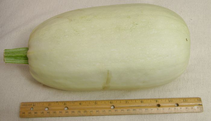 File:Spaghetti Squash 700.jpg