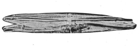 File:Stauroneis anceps figured twin Plate31 fig 11.jpg