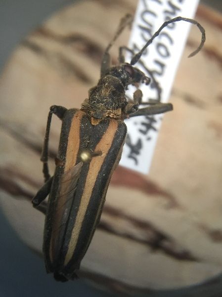 File:Stenocorus vittiger.jpg