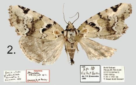 File:Stenoloba albistriata.JPG