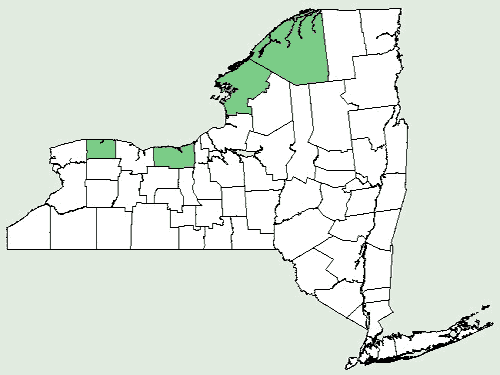 File:Alisma gramineum NY-dist-map.png