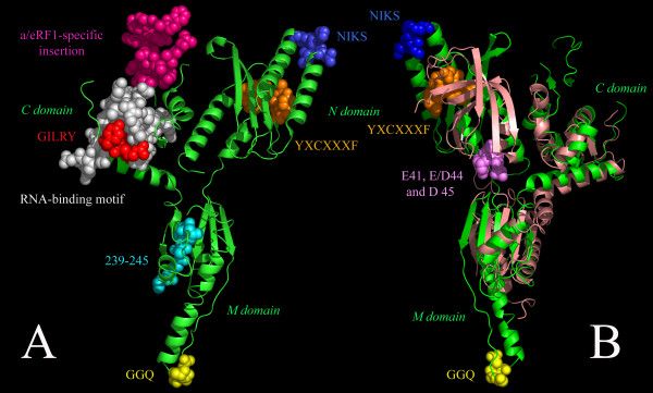 File:Annotated structure of eRF1.jpg